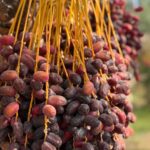 خرید مستقیم از باغدار