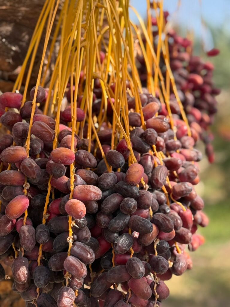 خرید مستقیم از باغدار