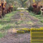 صادرات خرما به هند