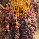 صادرات خرما به هند