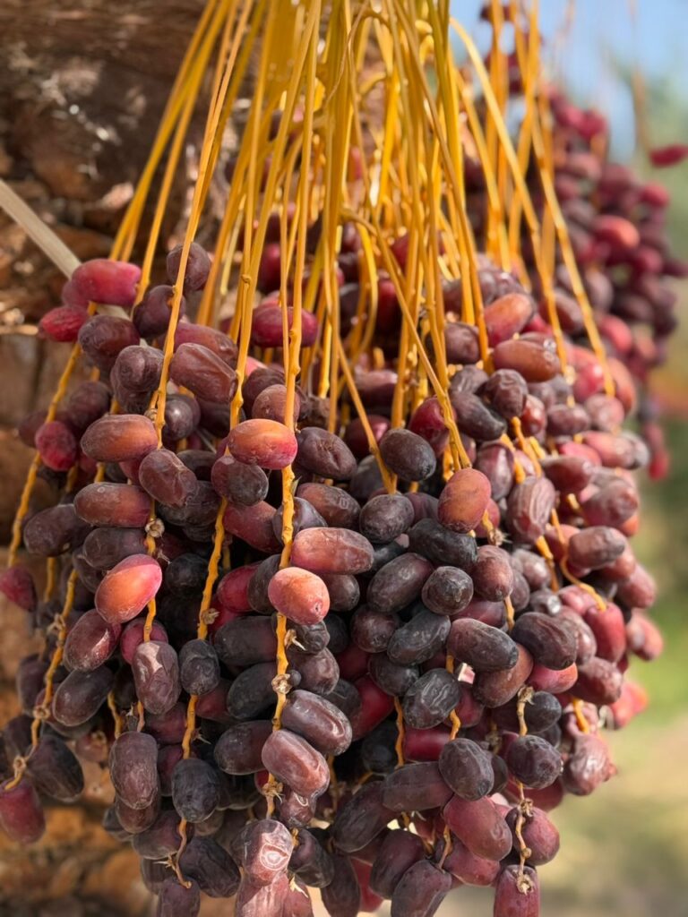 صادرات خرما به هند