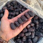 صادرات خرما به هند