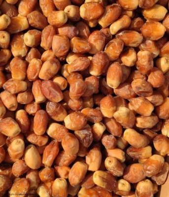 خرمای زاهدی / Zahedi date